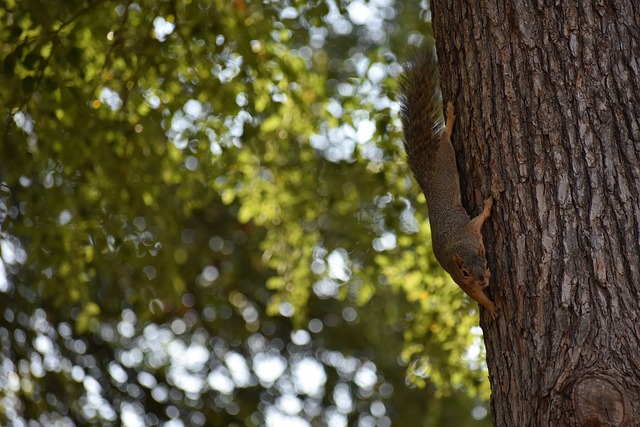 美媒：锡安的交易价值触底，若能换到次轮签就算不错